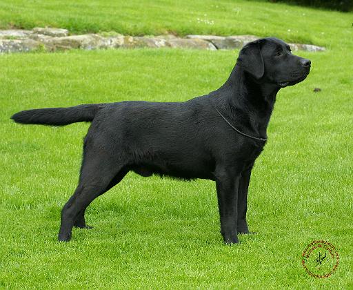 Labrador Retriever 9T099D-006.JPG